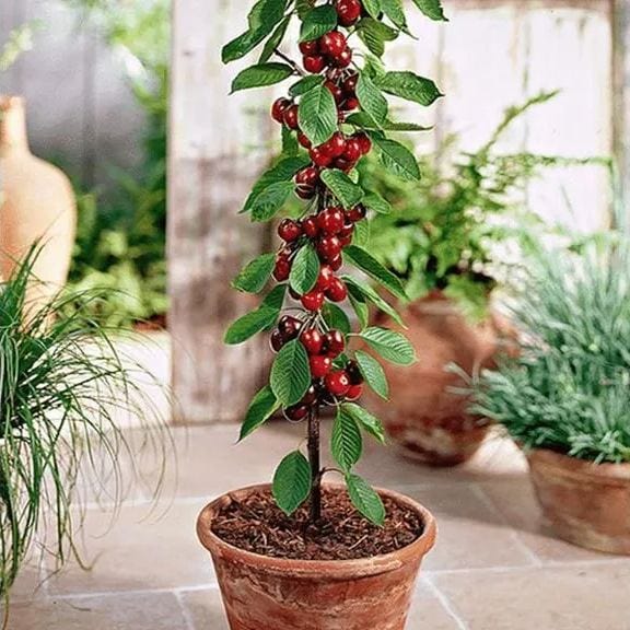 Cherrioxy™️Rainier Cherry Fruit Seeds (100 gms)